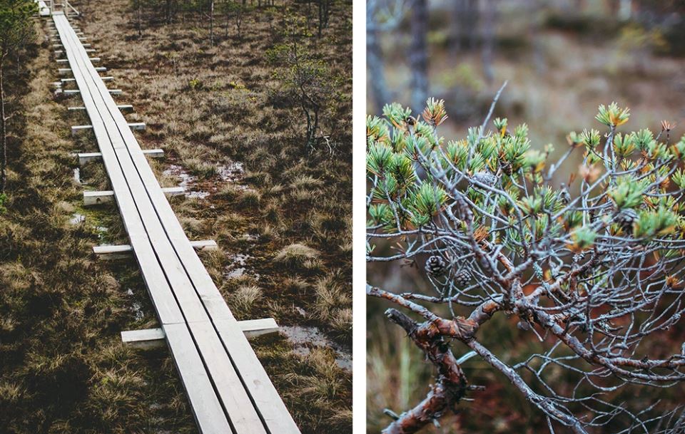 مسابقه بنای مشاهده مناظر (observation tower) پارک ملی کمیری: